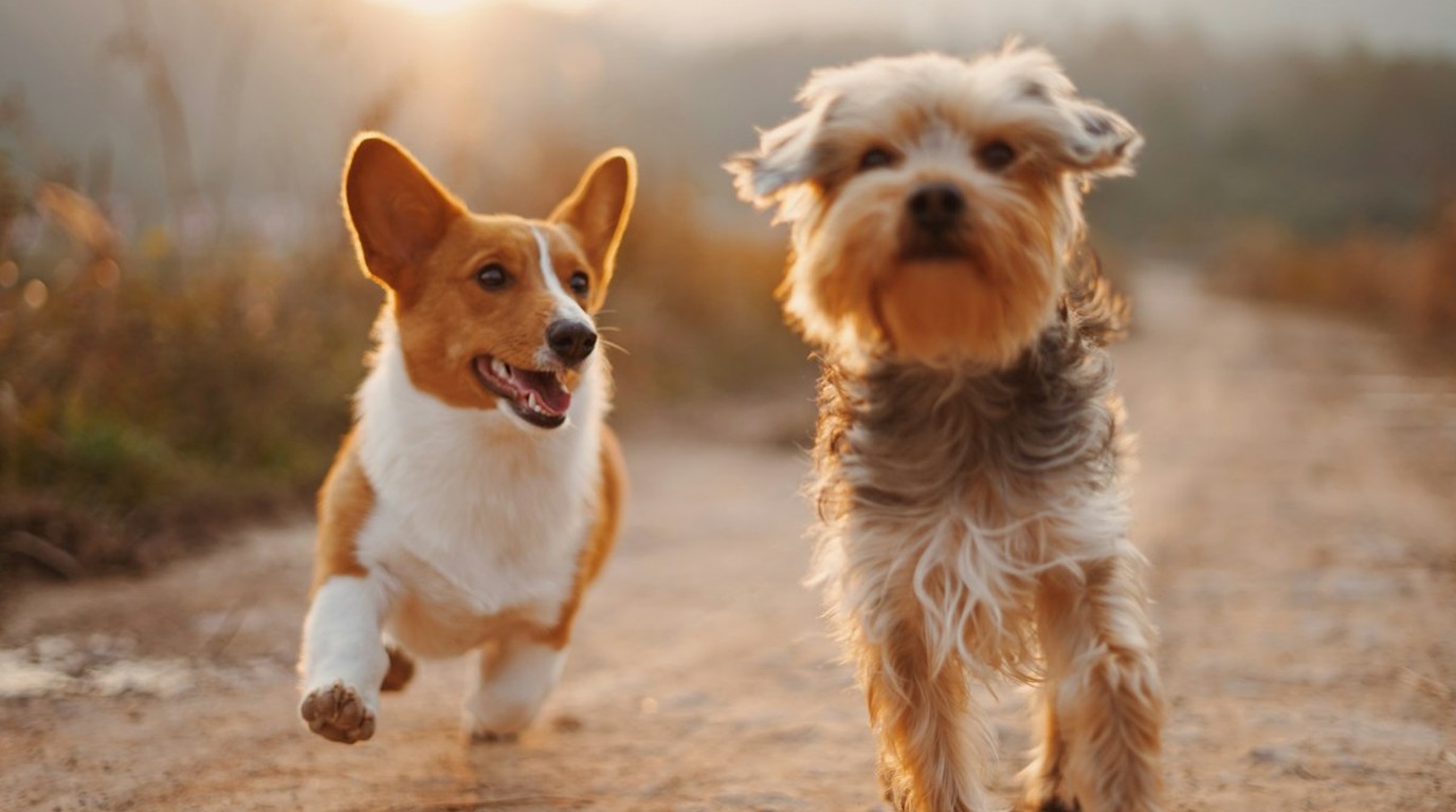 canine cognitive dysfunction CCDS MCT C8 senolytics 2026