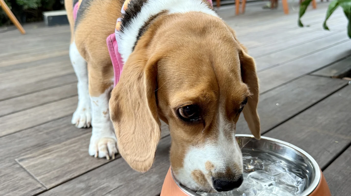 Canine Dehydration Signs: Skin Turgor & CRT Test