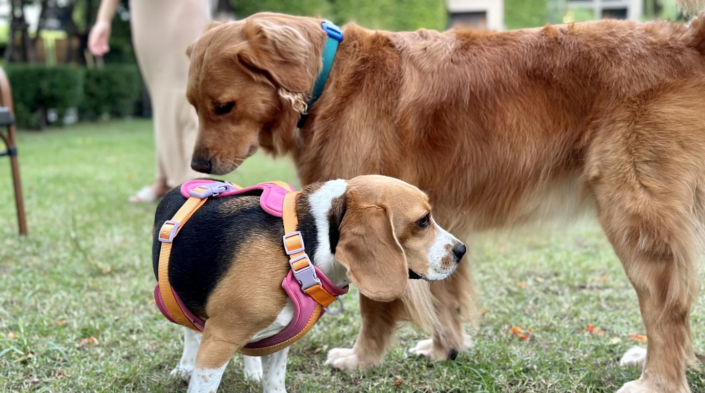 Canine Scent Games: Low-Arousal Sniffari Brain Health