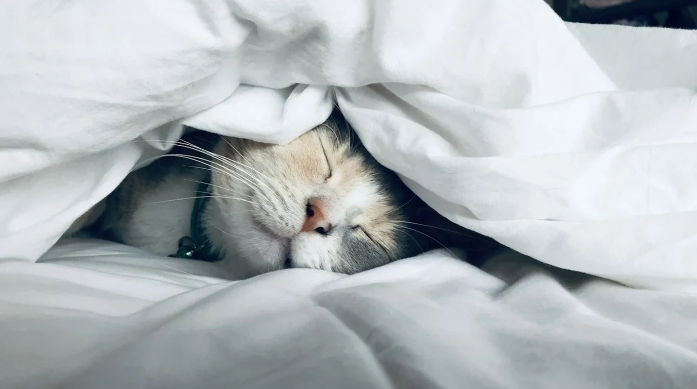 Canine Circadian Biology Sleep Architecture 2026