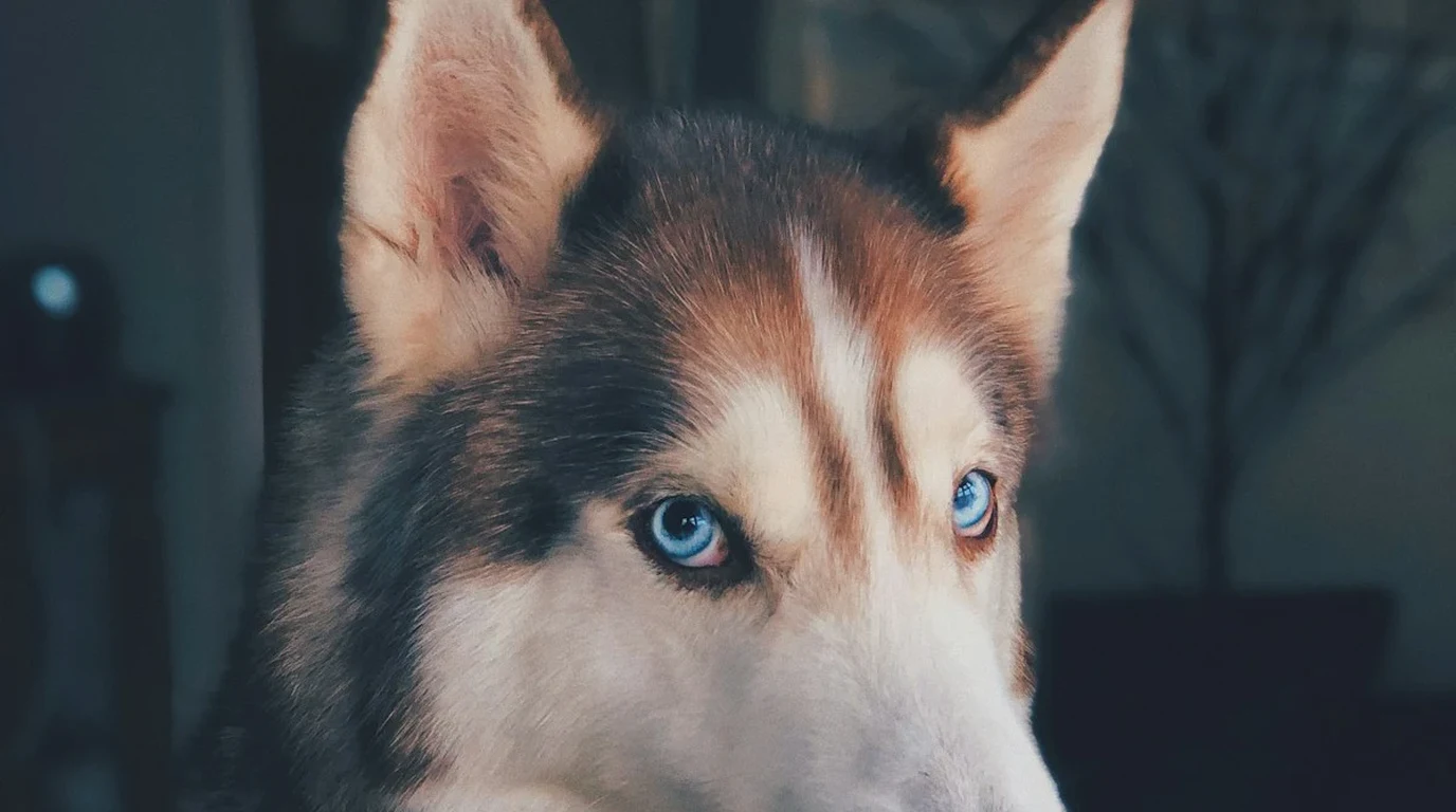 German Shepherd Degenerative Myelopathy 2026
