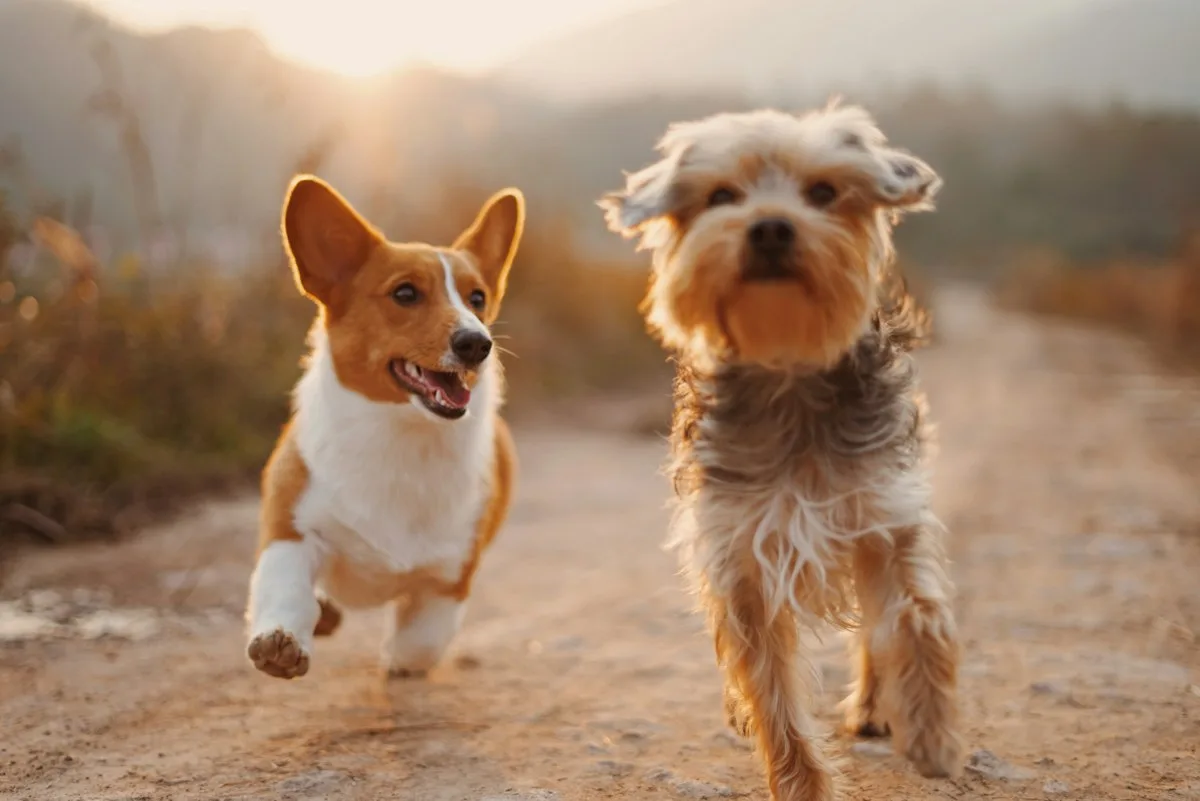 canine_scent_work_enrichment