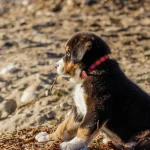 Bernese Mountain Dog Lifespan: Healthspan & Cancer Math