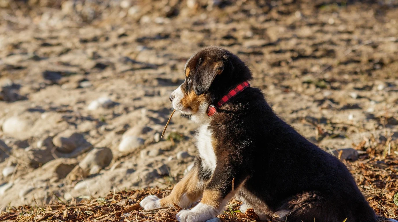 Bernese Mountain Dog Running Freely Outdoors in Healthy Active Longevity