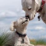Boxer Dog ARVC: Heart Holter Monitor & Longevity Care