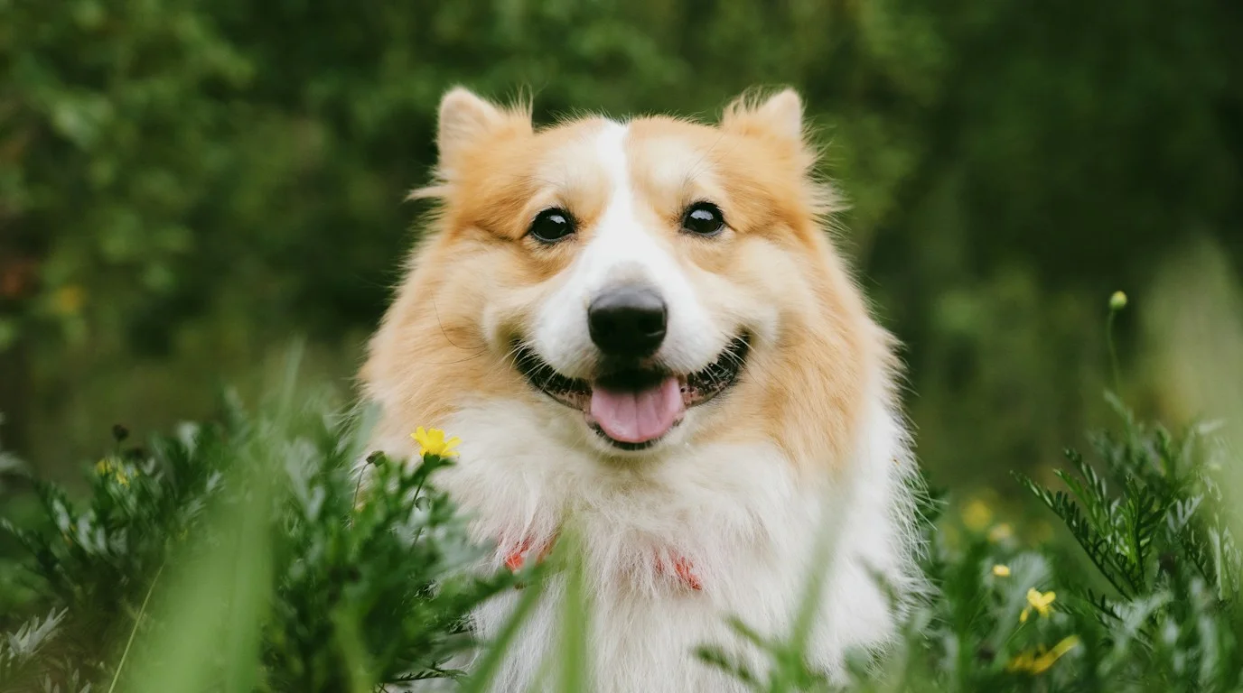 Dog sitting peacefully on green grass with bright attentive eyes enjoying the afternoon
