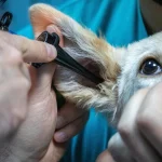 Canine Lymphoma: B-Cell vs T-Cell & CHOP Protocol Math