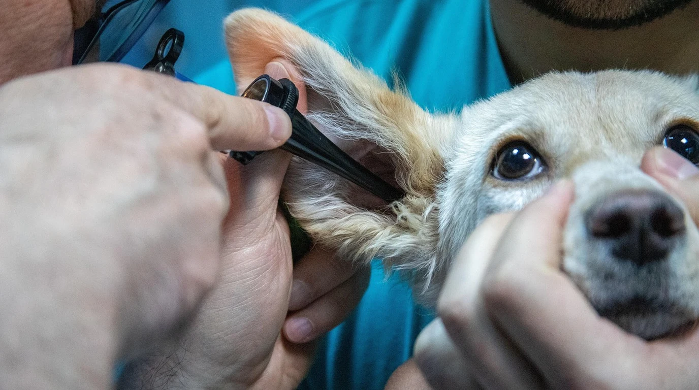 Veterinary Oncology Examination of Senior Dog Lymph Nodes and Diagnostic Protocols
