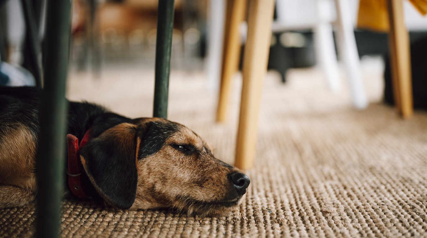 Canine Osteoarthritis & Degenerative Joint Disease in 2026: Photobiomodulation (Red Light Therapy), Cold-Laser Dosing & Orthopedic Bed Biomechanics