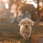 Canine SDMA vs Creatinine: Early Kidney Biomarkers