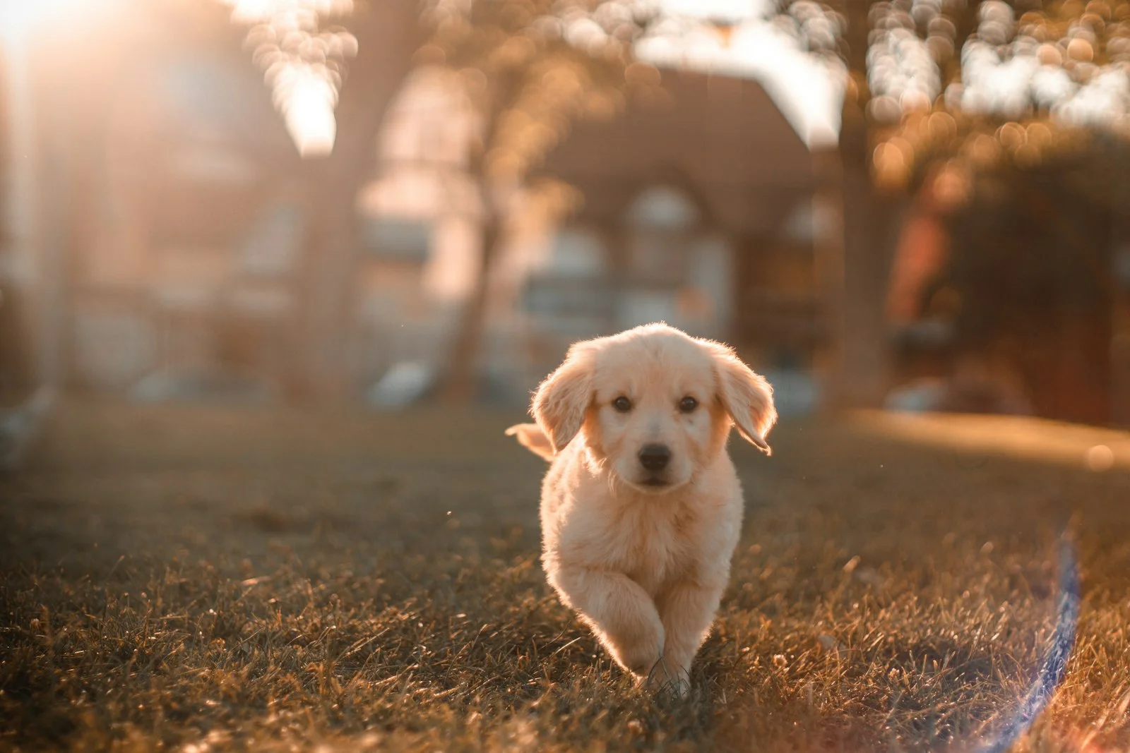 Canine SDMA vs Creatinine Kidney Biomarkers and Renal Longevity Scientific Analysis