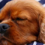 Cavalier Mitral Valve Disease: Murmurs & Heart Staging
