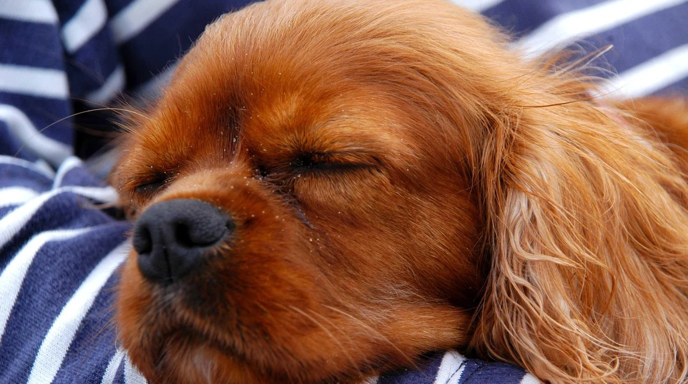 Cavalier King Charles Spaniel Resting Peacefully Heart Health Longevity Portrait