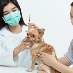 Dog Addison’s Disease: Symptoms, ACTH Test & DOCP Guide