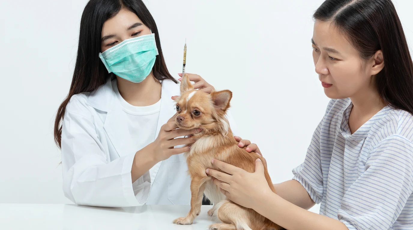 Veterinarian Examining Dog with Stethoscope for Addison's Disease Clinical Audit