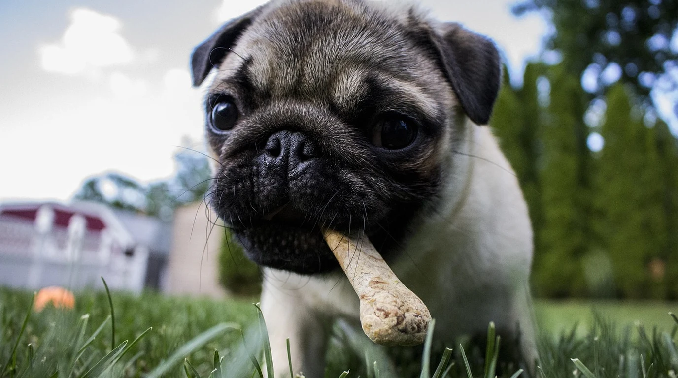 Dog Peacefully Engaged in Safe Chewing for Cognitive Health and Anxiety Relief