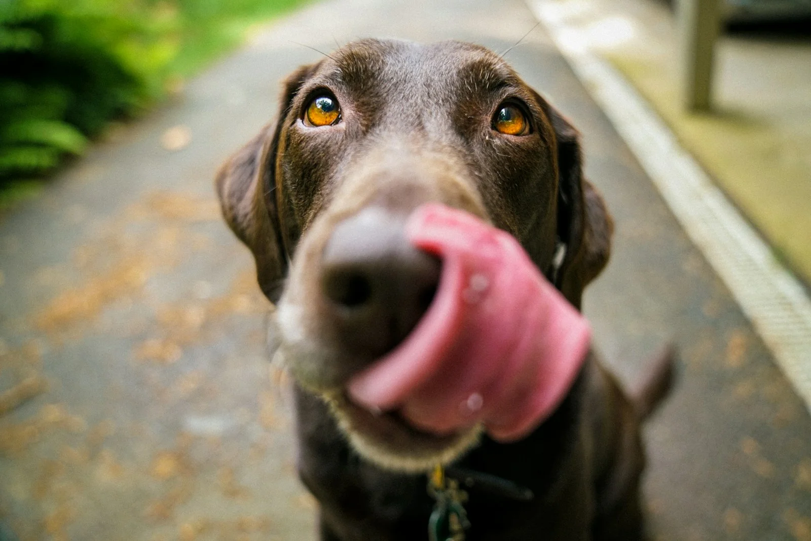 Dog Dementia Early DISHA Signs and MCT Oil Protocol Cognitive Health Analysis