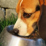 Dog EPI & Pancreatic Enzymes: Dosage, Diet & Diagnosis