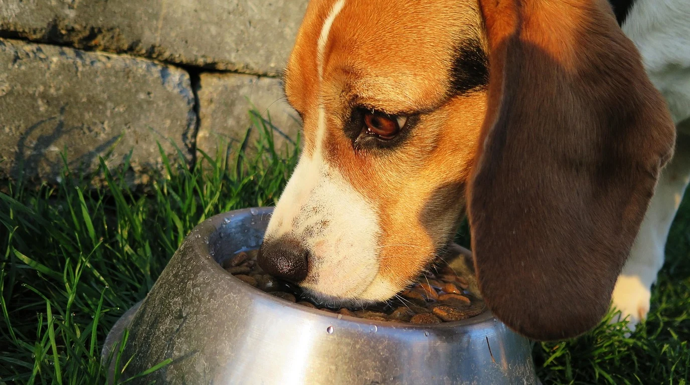 Dog Eating Fresh Food Bowl with Pancreatic Enzyme Supplementation