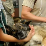 Dog Gallbladder Sludge: Mucocele Risk, Diet & Ultrasound