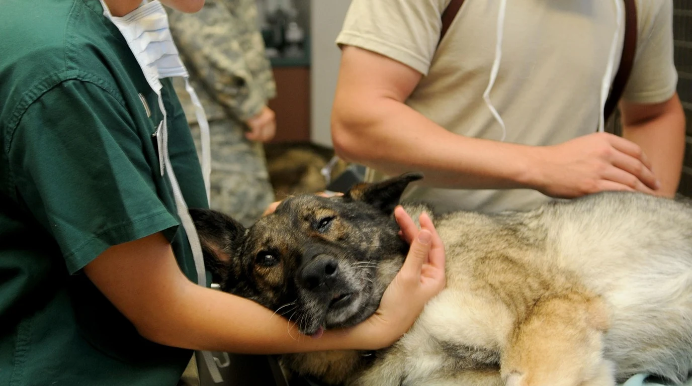 Veterinarian Performing Abdominal Ultrasound on Senior Dog for Gallbladder Evaluation