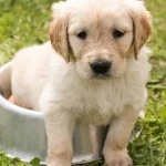 Dog Lick Mats & Anxiety: Endorphins, Recipes & Safety