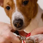Long Dog Nails & Posture: Biomechanics & Joint Relief