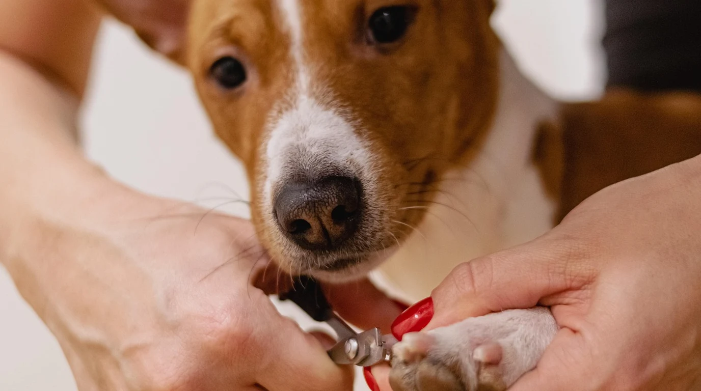 Senior Dog Paw Nail Trimming and Biomechanical Gait Posture Alignment