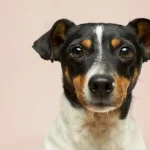 Dog Snuffle Mats & Scent Work: Senior Brain Health