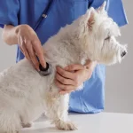 Dog Torn ACL & TPLO Surgery: Recovery, Costs & Options