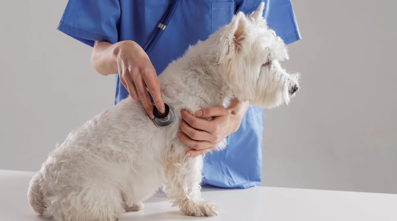 Veterinarian Examining Dog Knee Stifle Joint for Torn CCL Ligament