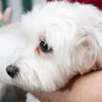 Dog Heart Murmur Grades: Staging & Echocardiogram Guide