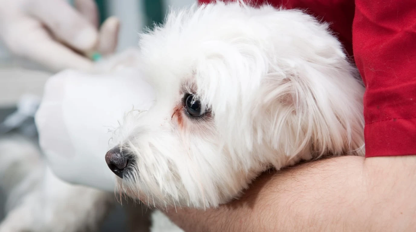 Dog Heart Murmur Grades: Staging & Echocardiogram Guide