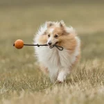 Flirt Poles for Dogs: High-Intensity Outlet & Joint Safety