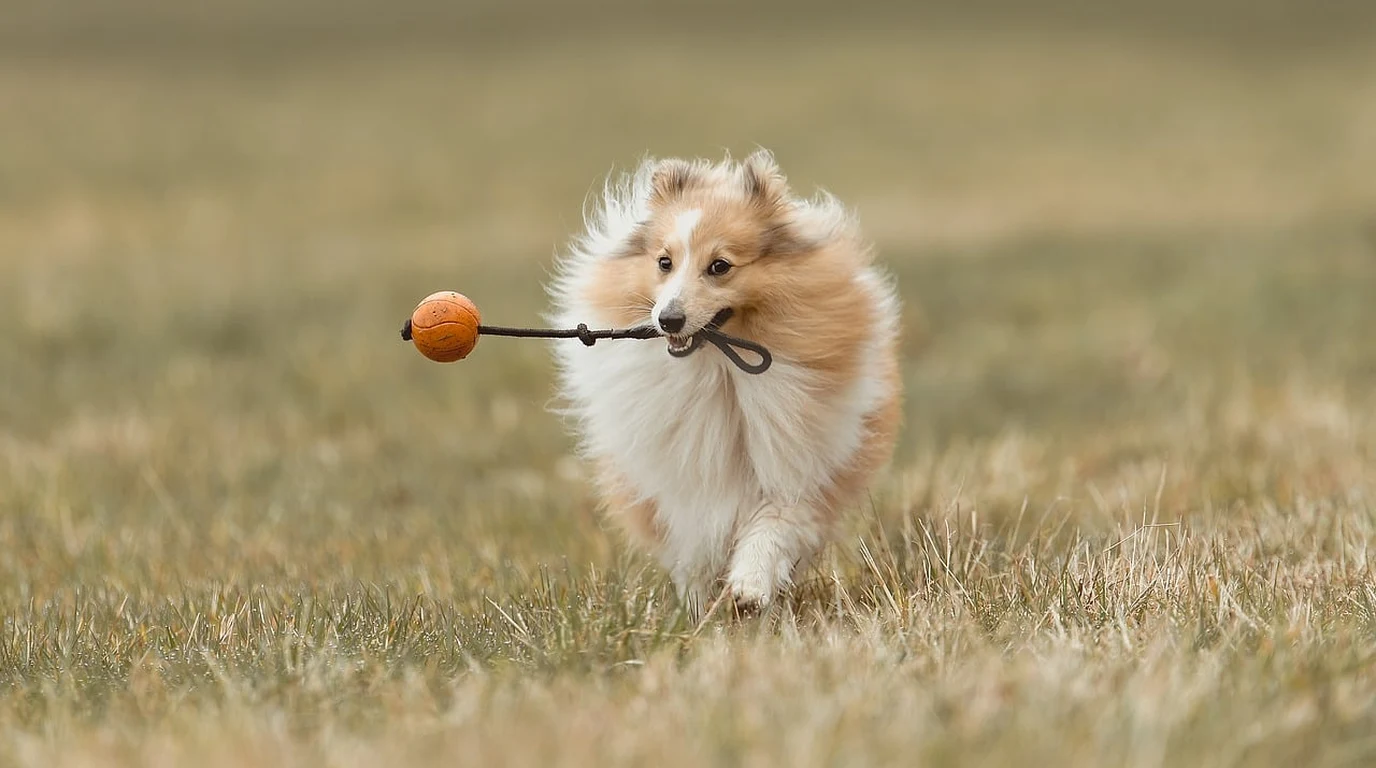 Flirt Poles for Dogs: High-Intensity Outlet & Joint Safety