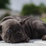 French Bulldog Breathing Issues: BOAS Surgery & Longevity