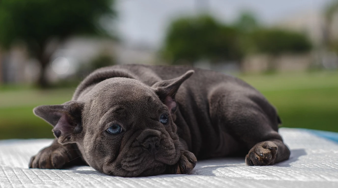 French Bulldog Breathing Issues: BOAS Surgery & Longevity
