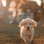 Elevated Liver Enzymes in Dogs: ALT, ALP & Diagnosis