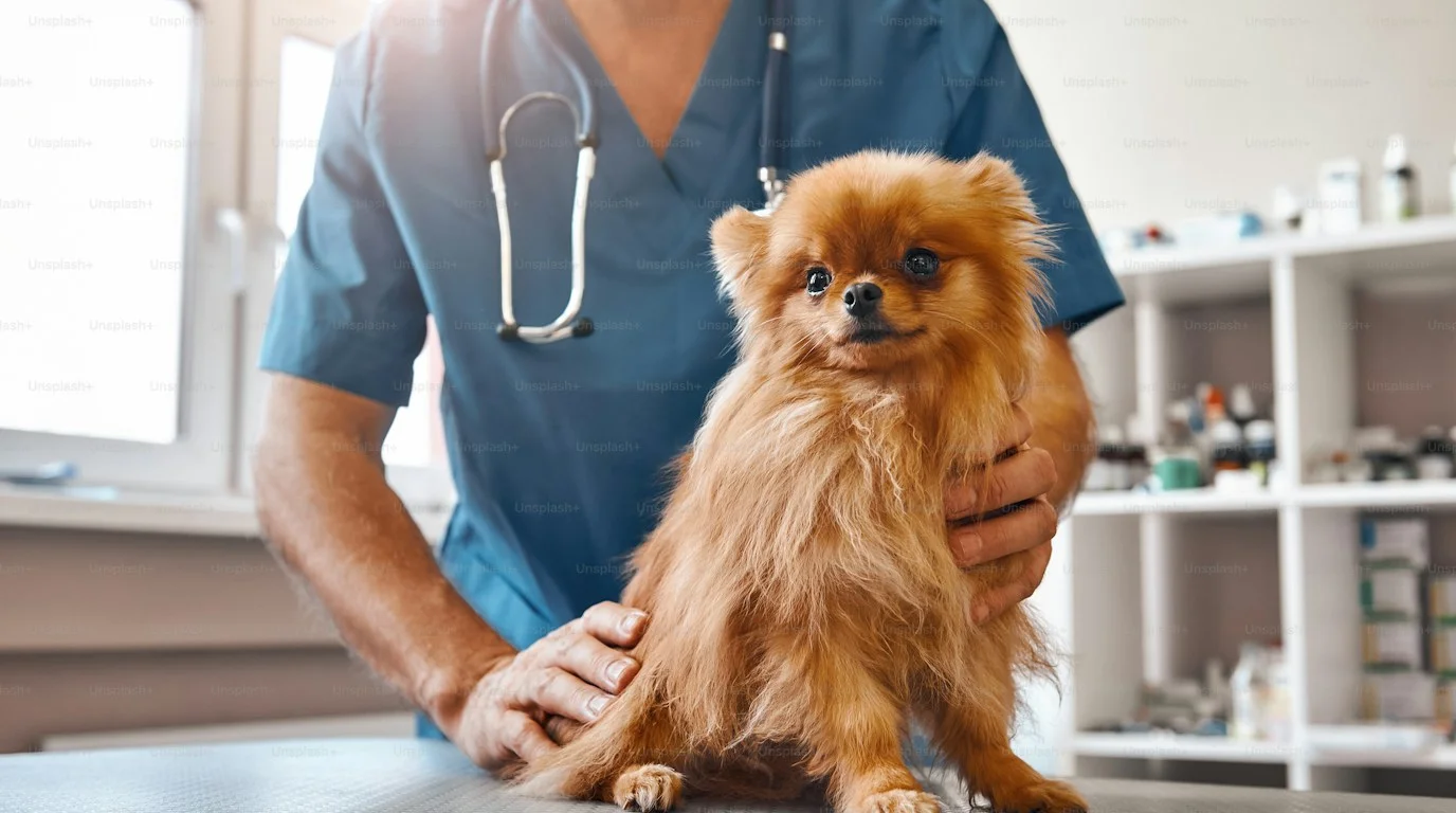 Veterinarian in clinical scrubs examining dog on examination table in veterinary clinic
