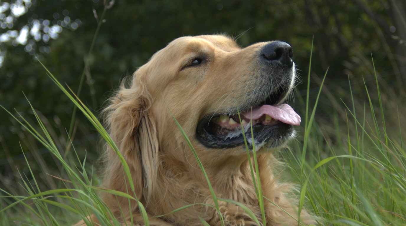 Golden Retriever Cancer & Cardiac Longevity in 2026: The Lifetime Study Findings, Early Genomic Screening & Breed-Specific Preventative Protocols