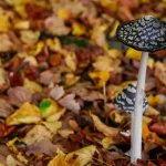 Medicinal Mushrooms for Dogs: Turkey Tail & Beta-Glucans