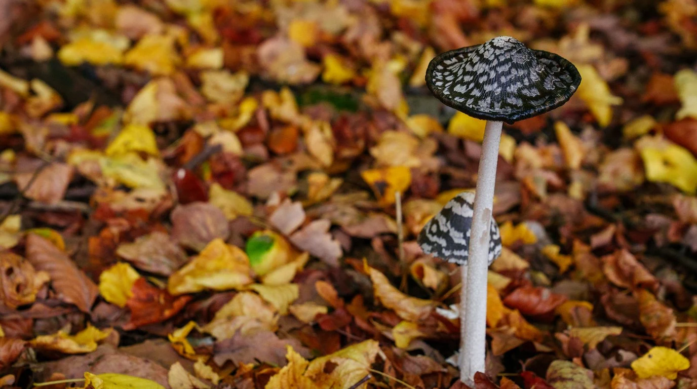 Wild Medicinal Mushrooms Turkey Tail and Reishi for Canine Healthspan