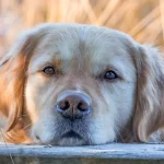 Nuclear Sclerosis vs Cataracts: Senior Dog Vision Guide
