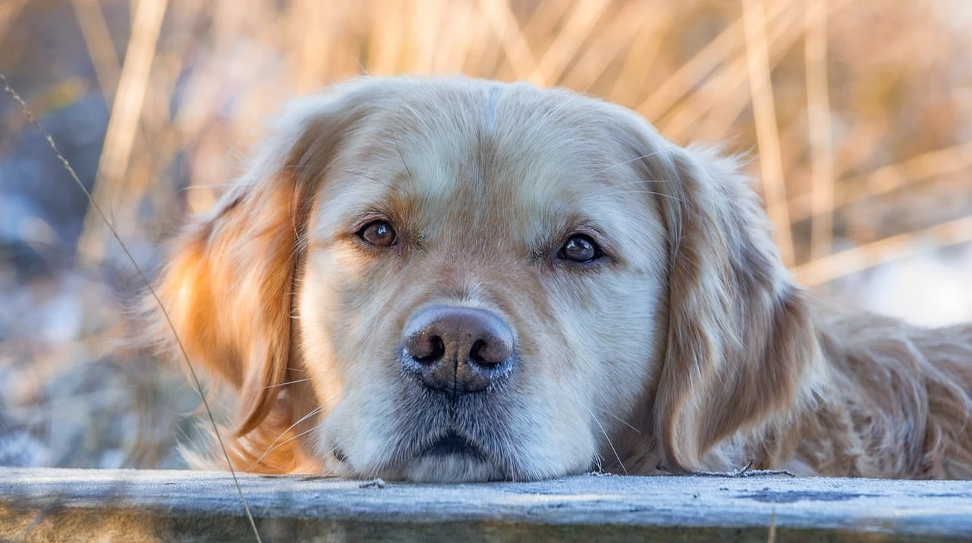 Senior Dog Close Up Face Showing Cloudy Pupils Ophthalmic Inspection