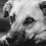 Canine Osteosarcoma: Amputation, Chemo & Limb Sparing