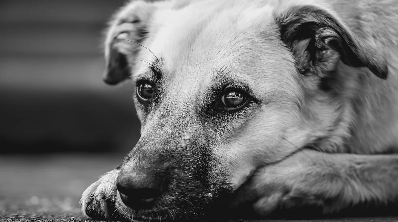 ch_oct26_ed3_canine-osteosarcoma-amputation