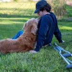 Golden Retriever Cancer Risk: Genetic Screening Guide