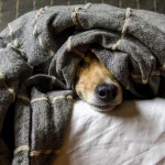 Canine Cognitive Dysfunction: Senior Dog Dementia Guide