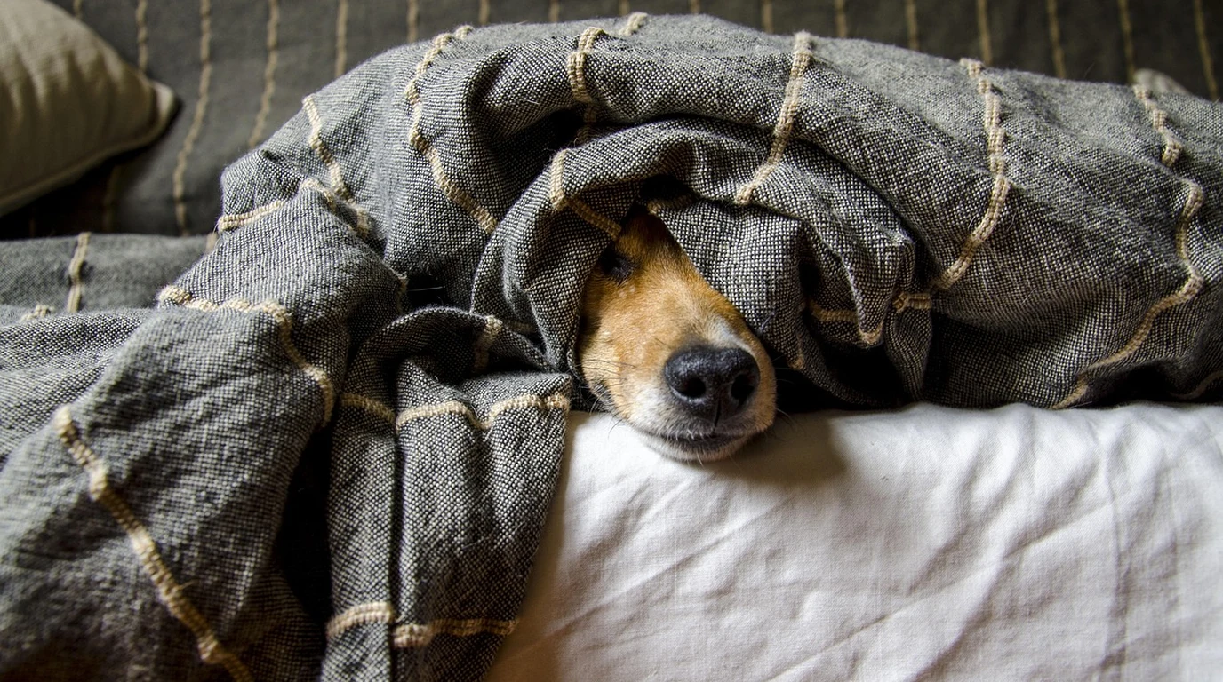 ch_oct27_ed3_canine-cognitive-dysfunction-s