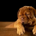 Raw Dog Food vs Gently Cooked: Safety & Nutrients